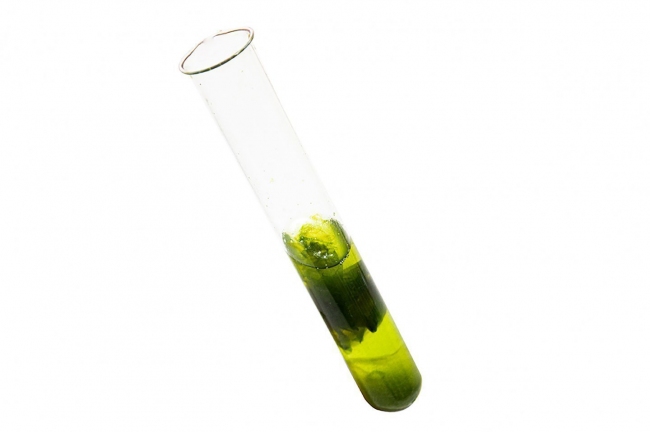 Micro algae